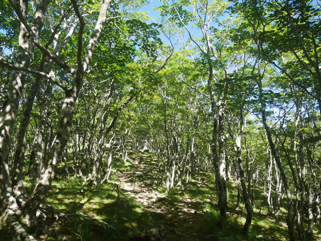 大峰奥駈道