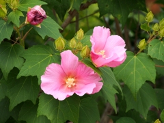 芙蓉2～薬師寺～