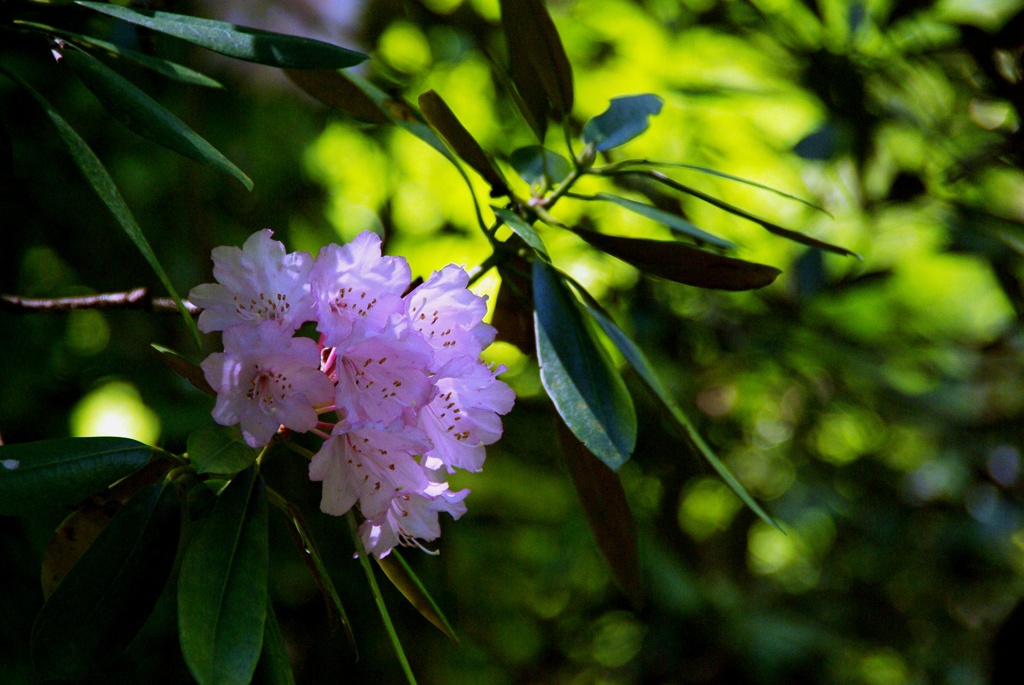 石楠花