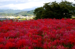 彼岸花