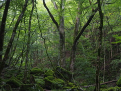 台高山脈の森
