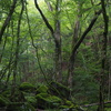 台高山脈の森