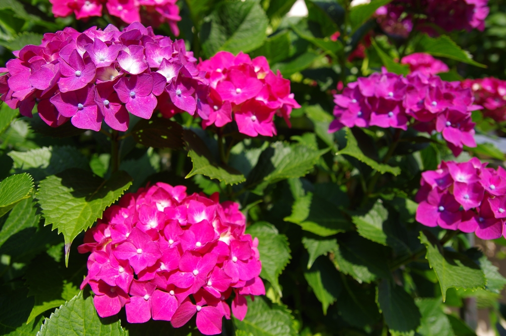 紫陽花いろとりどり5