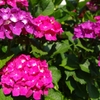 紫陽花いろとりどり5