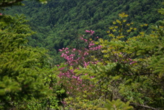 山間に咲く花