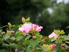 芙蓉～薬師寺～