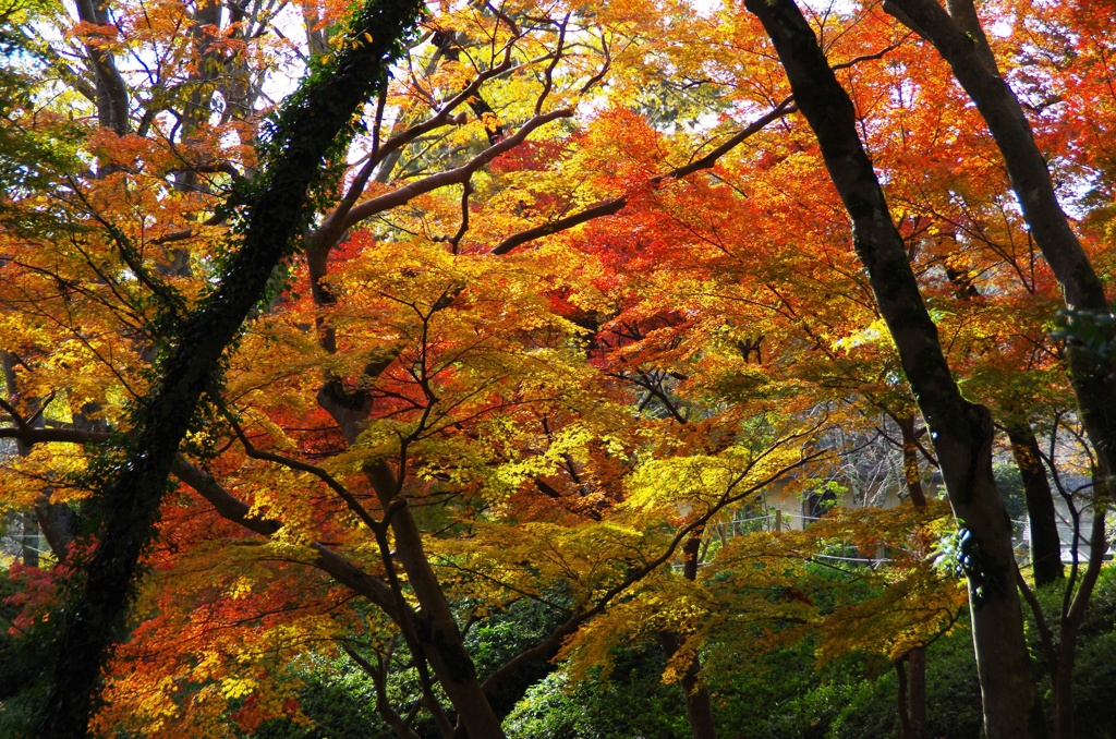 紅葉1