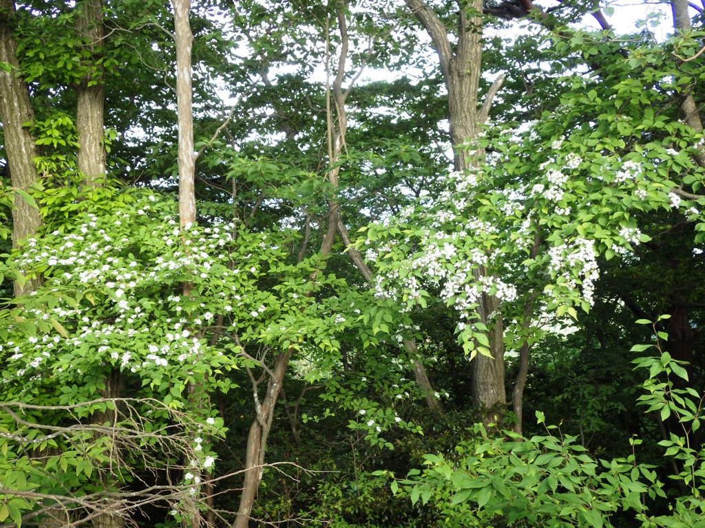 里山の花