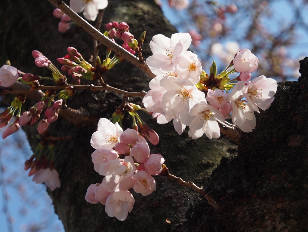 さくら　開花2
