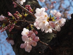 さくら 開花2 さくら 開花2