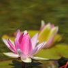 睡蓮Ⅱ