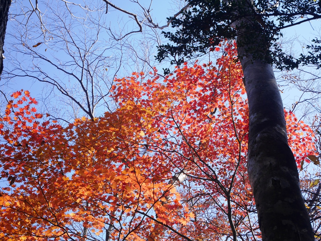 大峰晩秋　紅葉