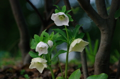 クリスマスローズ