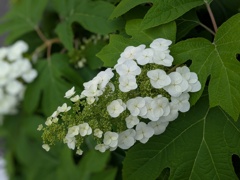 紫陽花