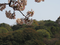 陵と桜