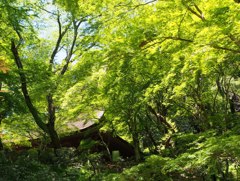 緑につつまれる室生寺