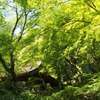 緑につつまれる室生寺