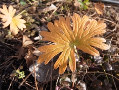 Leaf ＃1