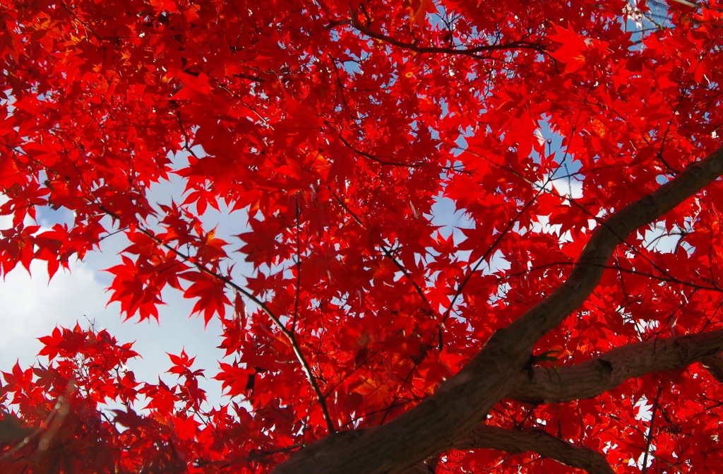 紅天井