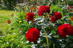 浜寺公園　薔薇園