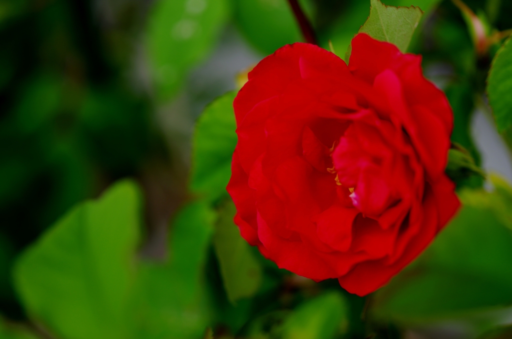 今年も薔薇が咲いた