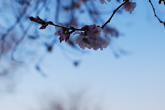 sakura