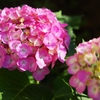 紫陽花いろとりどり6