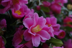 春の雨に濡れて