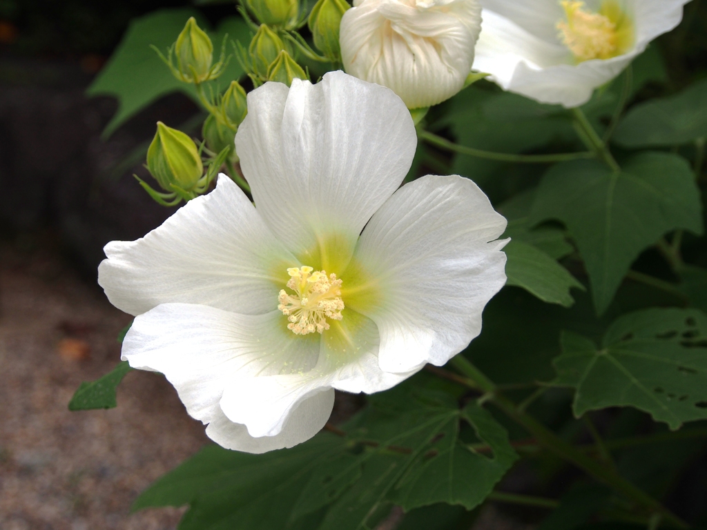 芙蓉