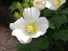 芙蓉 芙蓉
