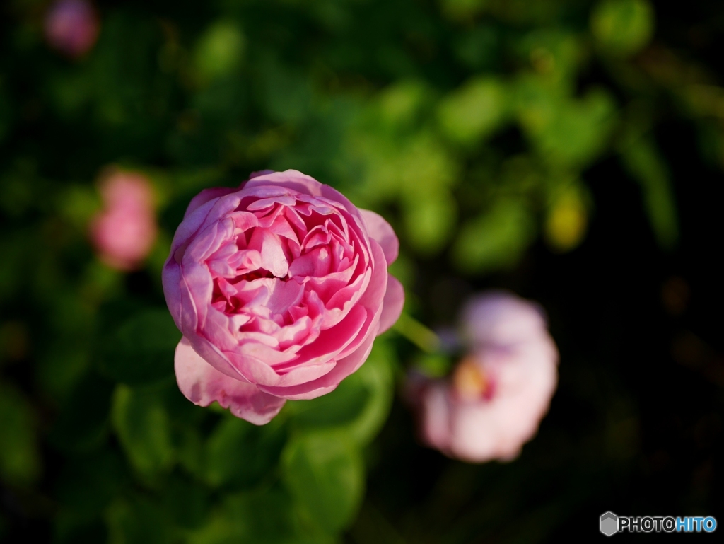薔薇6