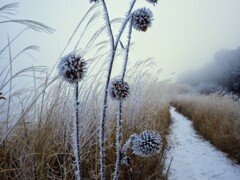 里山にも寒波