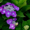 紫陽花いろとりどり2