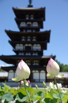 蓮と薬師寺東塔