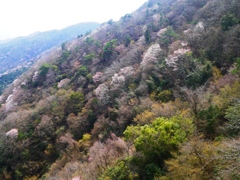 山桜・新緑パッチワーク