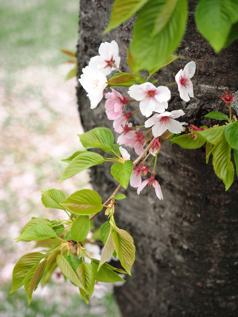 桜散る