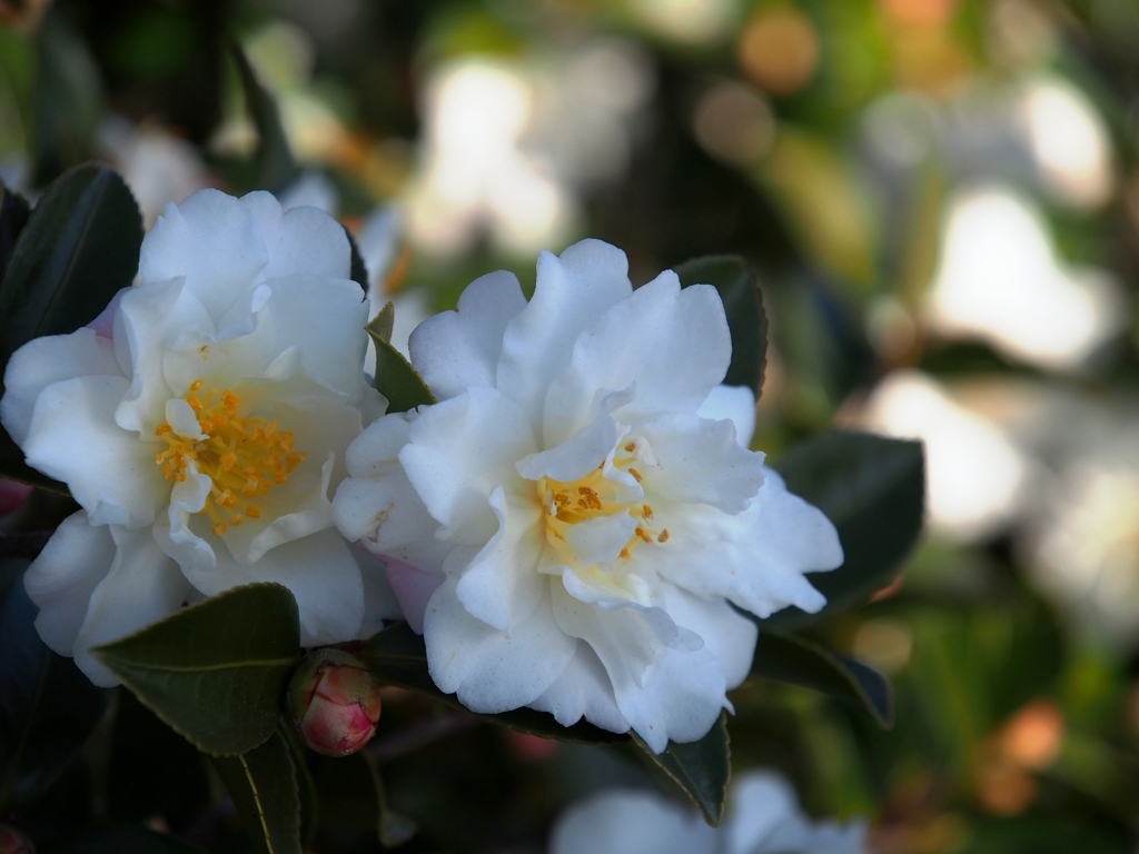 山茶花
