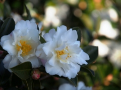 山茶花