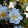 山茶花