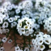 庭の花