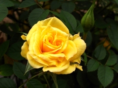 薔薇が咲いた＃3