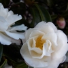 山茶花
