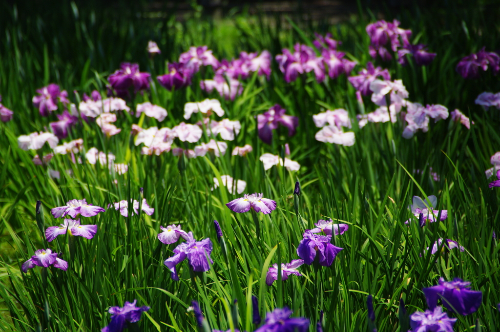 花菖蒲園