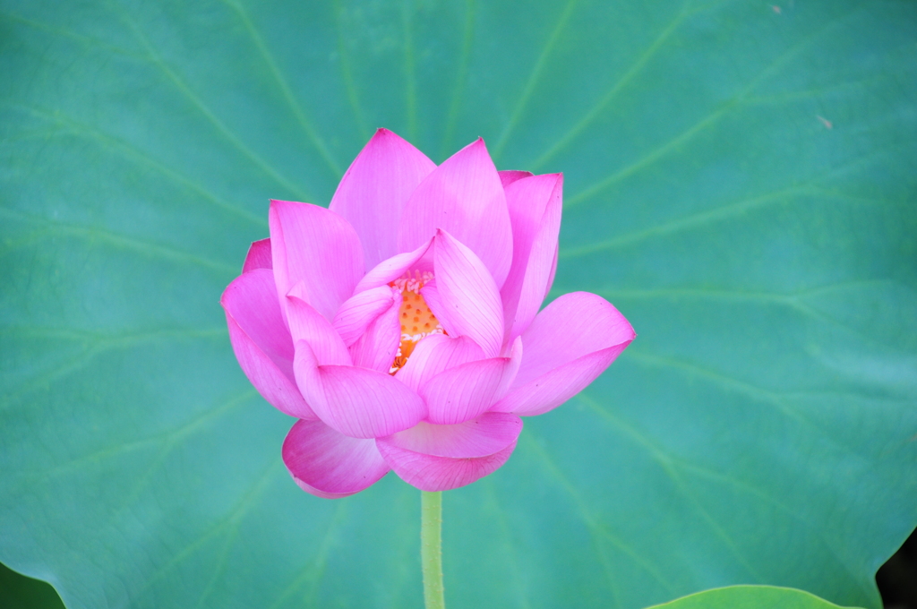 蓮、開花