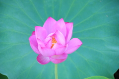 蓮、開花