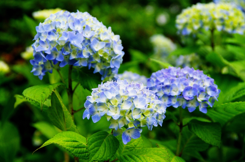 紫陽花２
