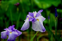 菖蒲2