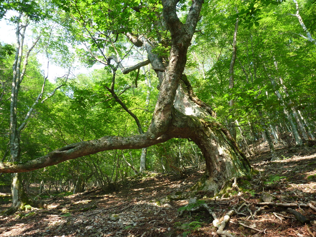 大峰の森