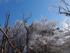 青空のもと霧氷