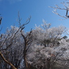 青空のもと霧氷